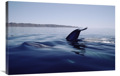 Global Gallery GCS-450607-2436-142 24 x 36 in. Blue Whale Tail, Se