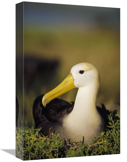 Global Gallery GCS-451362-1218-142 12 x 18 in. Waved Albatross, Ga