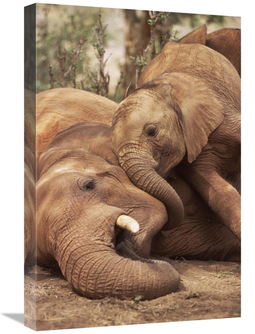 Global Gallery GCS-452961-1624-142 16 x 24 in. Baby Orphan Meeting Ime