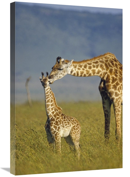Global Gallery GCS-396083-2030-142 20 x 30 in. Masai Giraffe Mother & 