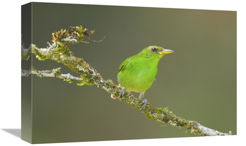 Global Gallery GCS-397291-1218-142 12 x 18 in. Green Honeycreeper Fema