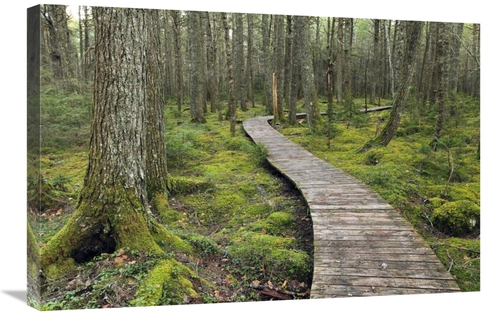 Global Gallery GCS-397613-2030-142 20 x 30 in. Canadian Hemlock Grove 