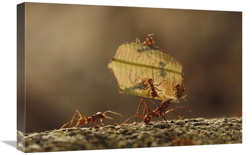 Global Gallery GCS-398107-1624-142 16 x 24 in. Leafcutter Ant Group Ca