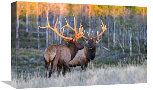 Global Gallery GCS-486573-22-142 22 in. Glowing Antlers Art Print - Vi