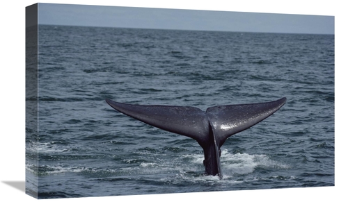 Global Gallery GCS-450599-22-142 22 in. Blue Whale Tail, Sea of Co