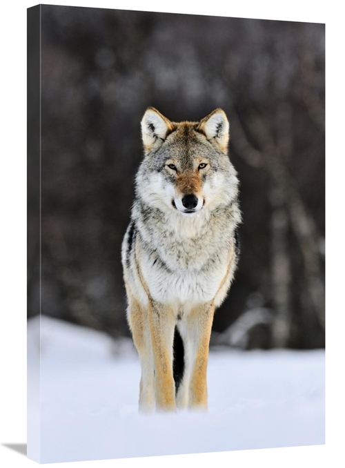 Global Gallery GCS-395682-2030-142 20 x 30 in. Gray Wolf Standing in t