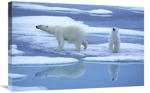 Global Gallery GCS-398250-2030-142 20 x 30 in. Polar Bear Pair on Ice 