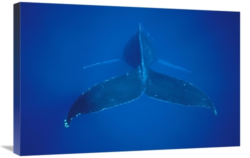 Global Gallery GCS-450577-2030-142 20 x 30 in. Humpback Whale VIew of 