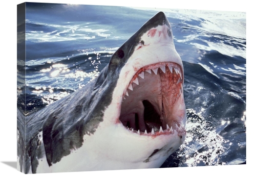 Global Gallery GCS-397975-1824-142 18 x 24 in. Great White Shark At Su