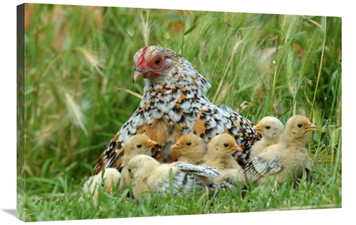 Global Gallery GCS-395371-2436-142 24 x 36 in. Fowl with Chicks Art Pr