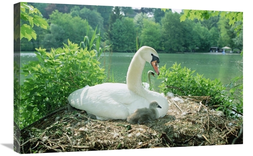 Global Gallery GCS-452382-2030-142 20 x 30 in. Mute Swan Parent & Chic