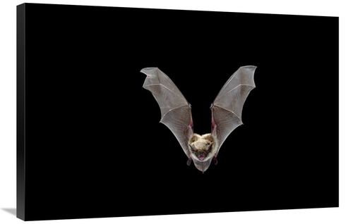 Global Gallery GCS-395718-2436-142 24 x 36 in. Yuma Myotis Bat, Fe