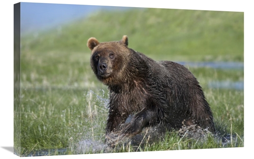 Global Gallery GCS-452258-2030-142 20 x 30 in. Grizzly Bear Running Th