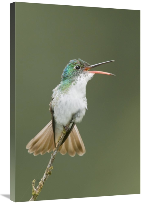 Global Gallery GCS-397321-2436-142 24 x 36 in. Andean Emerald Hummingb