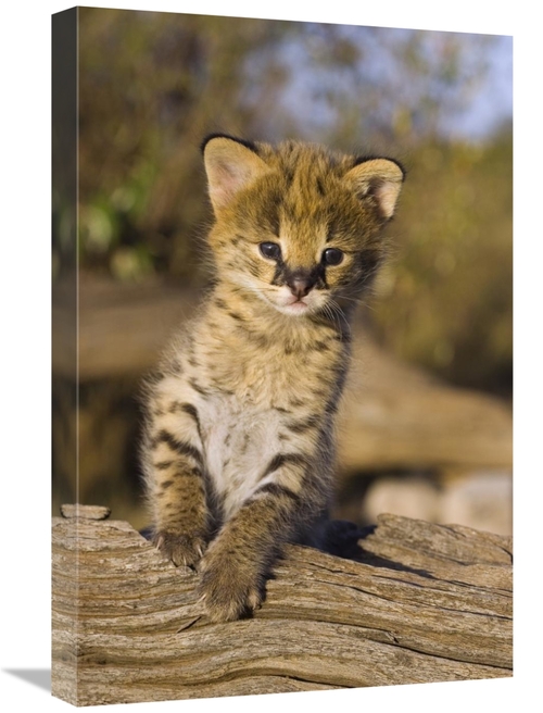 Global Gallery GCS-395839-1624-142 16 x 24 in. Serval Kitten, Two 