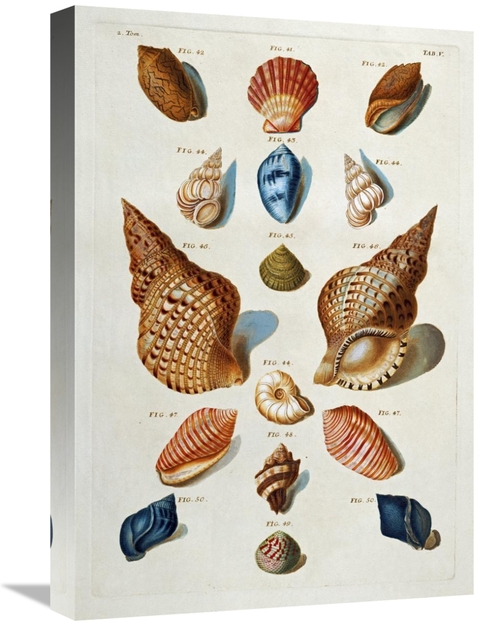 Global Gallery GCS-267096-22-142 22 in. A Selection of Seashells Art P