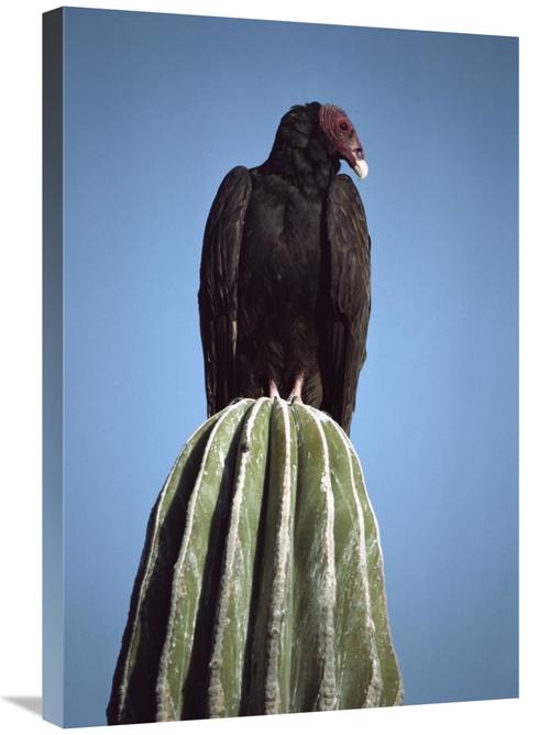 Global Gallery GCS-450736-2030-142 20 x 30 in. Turkey Vulture on Cardo