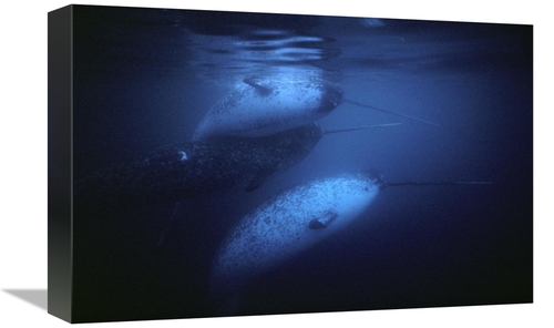 Global Gallery GCS-450592-1218-142 12 x 18 in. Narwhal Males Underwate