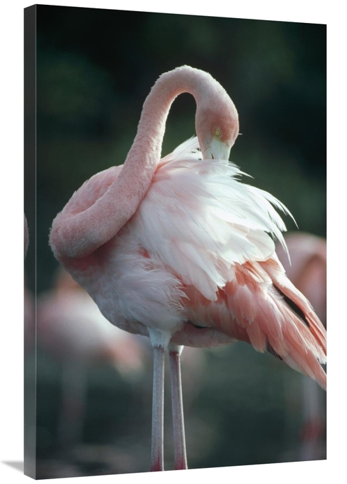 Global Gallery GCS-451149-2436-142 24 x 36 in. Greater Flamingo Preeni