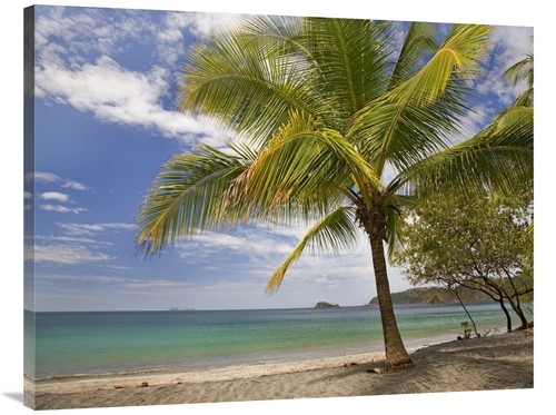Global Gallery GCS-396109-3040-142 30 x 40 in. Palm Trees Line Penca B