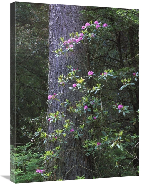 Global Gallery GCS-452035-2432-142 24 x 32 in. Coast Redwood Trunk & P