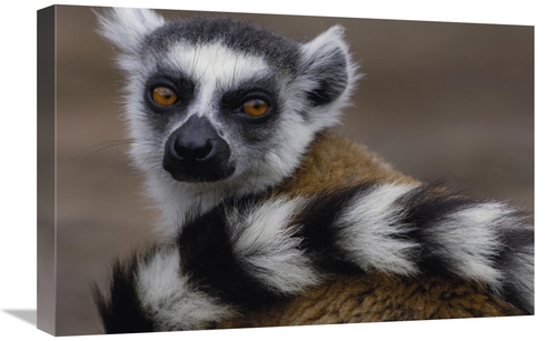 Global Gallery GCS-453251-1624-142 16 x 24 in. Ring-Tailed Lemur Portr