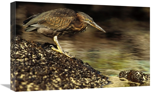 Global Gallery GCS-452859-1624-142 16 x 24 in. Lava Heron Fishing Alon
