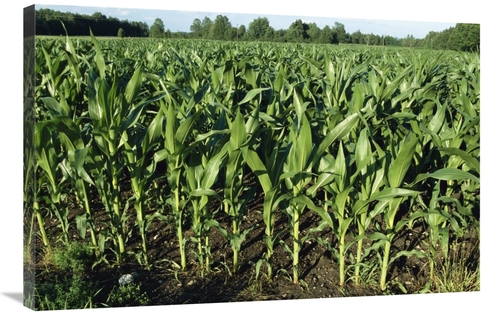 Global Gallery GCS-452574-2436-142 24 x 36 in. Maize Field, Compri