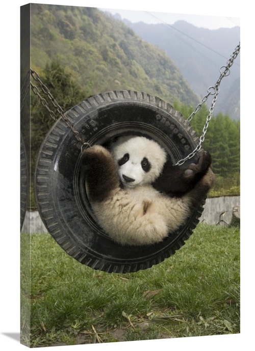 Global Gallery GCS-395897-2030-142 20 x 30 in. Giant Panda Cub Playing