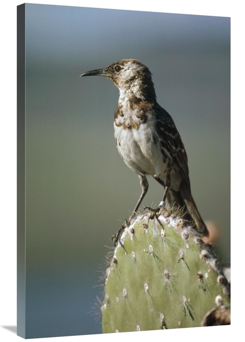 24 x 36 in. Charles Mockingbird, Champion Island, Galapagos Is