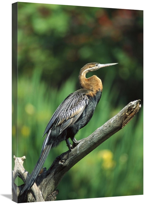 Global Gallery GCS-450823-2030-142 20 x 30 in. African Darter Portrait