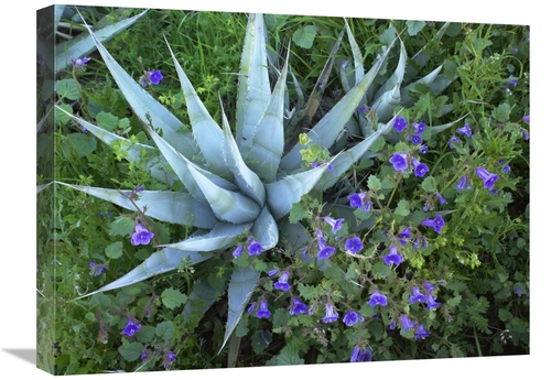 Global Gallery GCS-452092-1824-142 18 x 24 in. Desert Bluebell & Agave