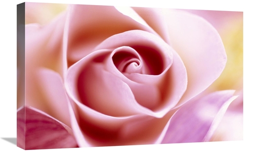 Global Gallery GCS-398290-1624-142 16 x 24 in. Rose Close Up of Pink F