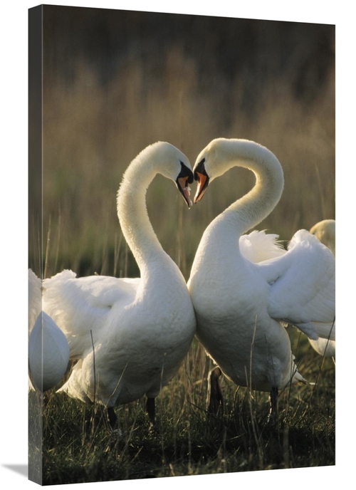 Global Gallery GCS-395569-2030-142 20 x 30 in. Mute Swan Pair Courting