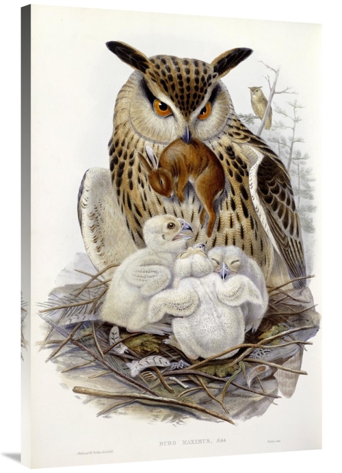 Global Gallery GCS-268028-40-142 40 in. A Great Owl & Chicks Art Print