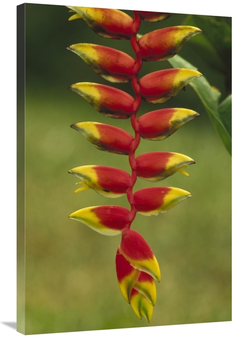 Global Gallery GCS-452863-2436-142 24 x 36 in. Hanging Heliconia Bloom