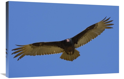 Global Gallery GCS-450871-2436-142 24 x 36 in. Turkey Vulture Soaring 