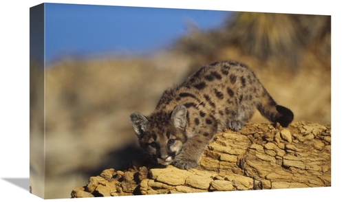 Global Gallery GCS-396663-1218-142 12 x 18 in. Mountain Lion or Cougar