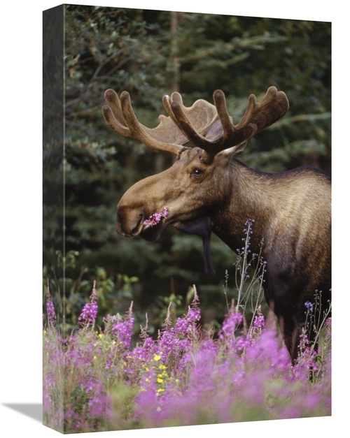 Global Gallery GCS-451904-1218-142 12 x 18 in. Alaska Moose Feeding on