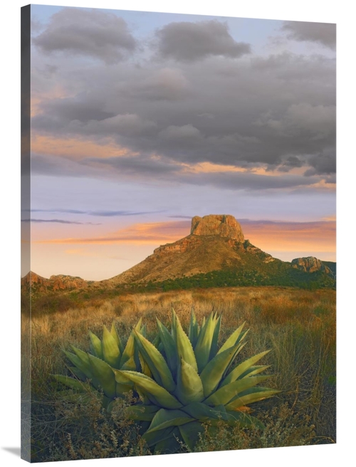 Global Gallery GCS-452167-40-142 40 in. Lechuguilla Agave & Casa Grand