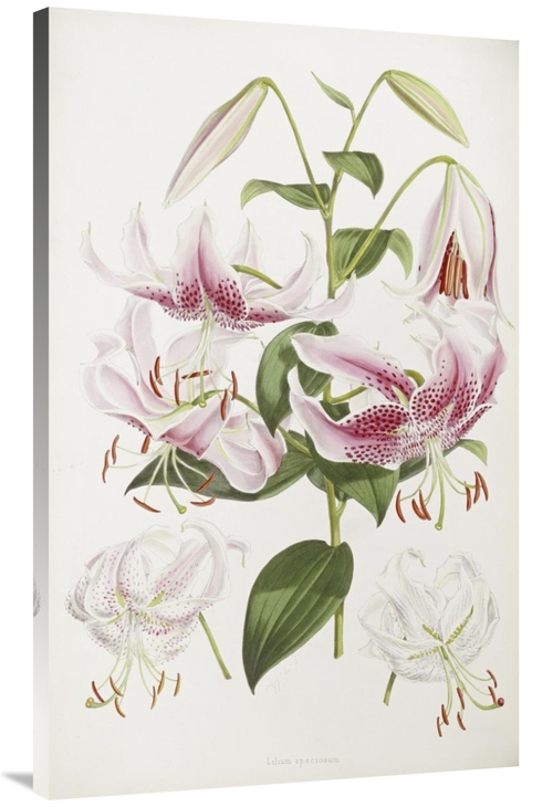 Global Gallery GCS-266277-44-142 44 in. A Monograph of the Genus Liliu