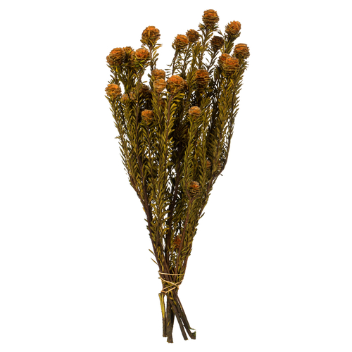 Vickerman H1TOF750-2 12-18 in. Autumn Tortum with 5-7 oz Bundle 