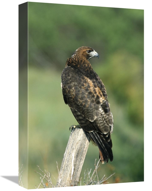 Global Gallery GCS-452355-1218-142 12 x 18 in. Red-Tailed Hawk Perchin