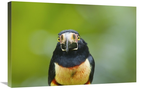 Global Gallery GCS-397261-2030-142 20 x 30 in. Collared Aracari, C