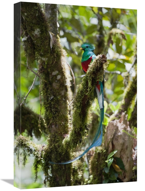 Global Gallery GCS-452660-1624-142 16 x 24 in. Resplendent Quetzal Mal