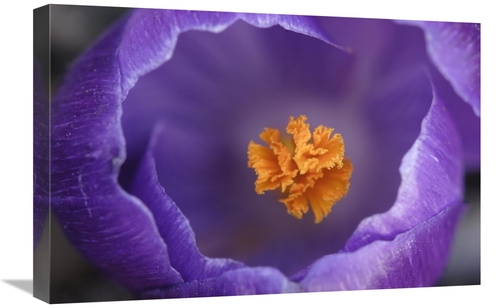 Global Gallery GCS-398004-1624-142 16 x 24 in. Dutch Crocus Flower&#44