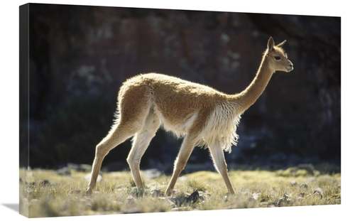 Global Gallery GCS-451264-2030-142 20 x 30 in. Vicuna Male on Lookout 