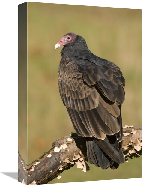 Global Gallery GCS-397331-1218-142 12 x 18 in. Turkey Vulture, How