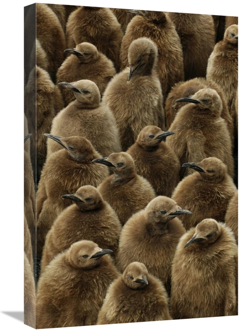 Global Gallery GCS-398285-1624-142 16 x 24 in. King Penguin Chicks&#44