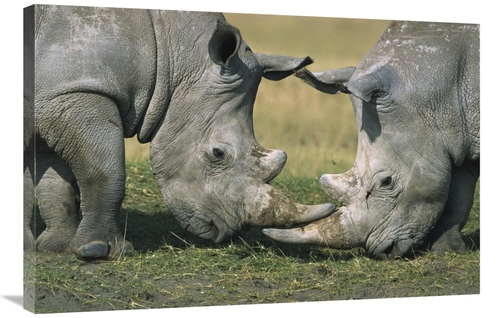 Global Gallery GCS-398468-2436-142 24 x 36 in. White Rhinoceros Close-